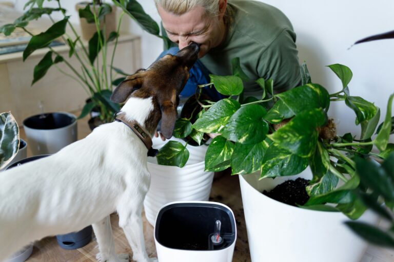 The Ultimate Guide to Dog-Friendly Houseplants: Keep Your Pup Safe and Your Home Green
