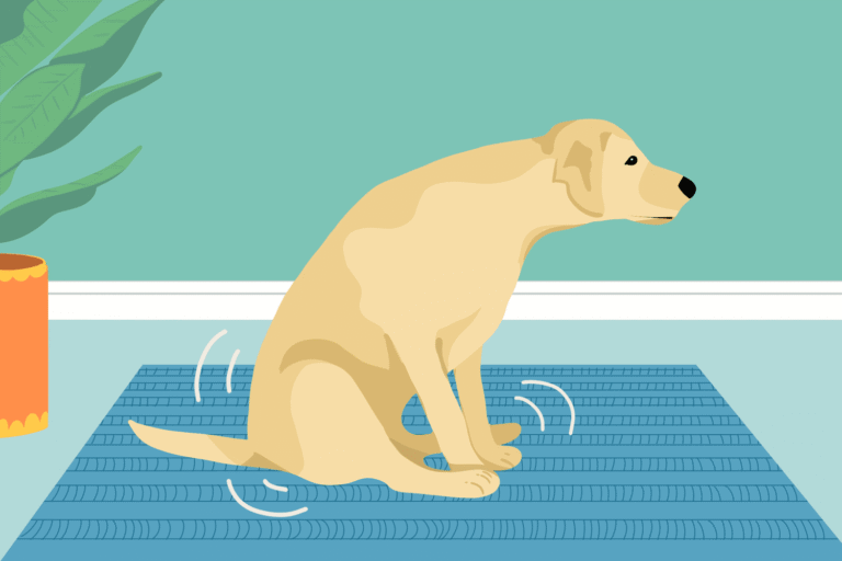 Dog Scooting