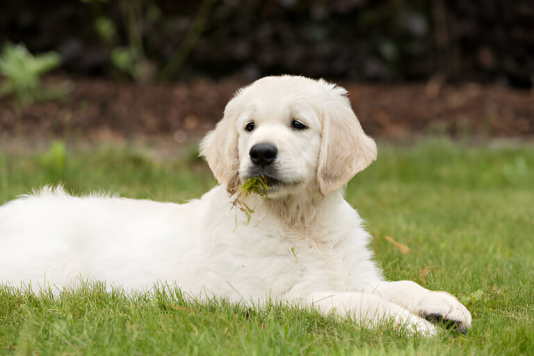 Dog eat grass
