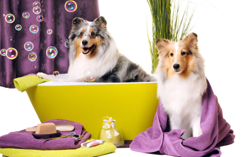 Bathe Your Dog