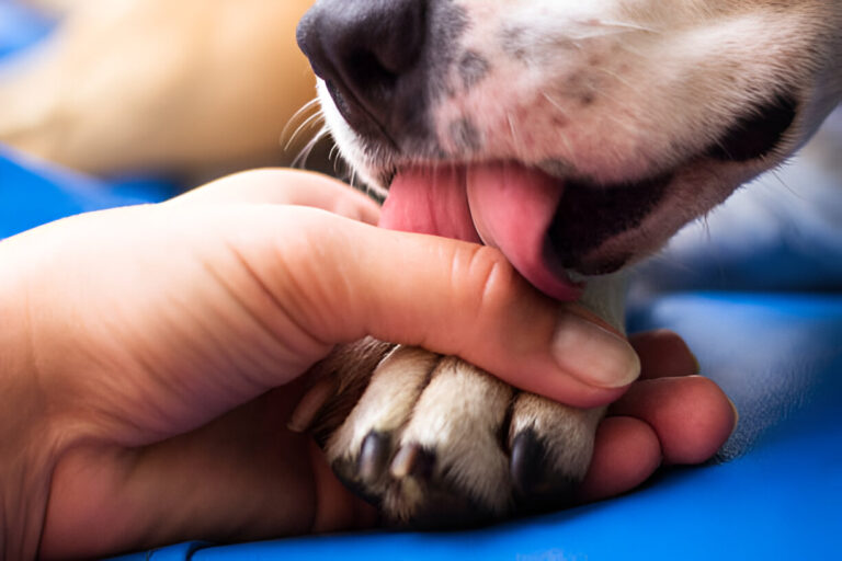dogs lick their paws