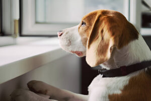 Dog Separation Anxiety