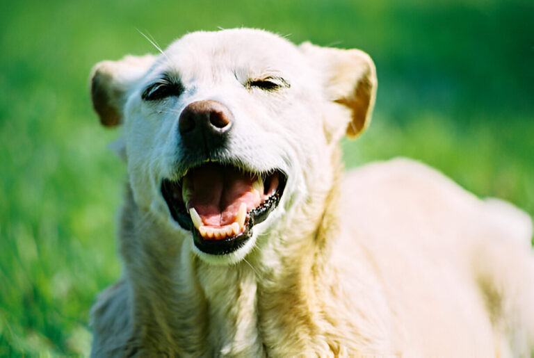 dog whining
