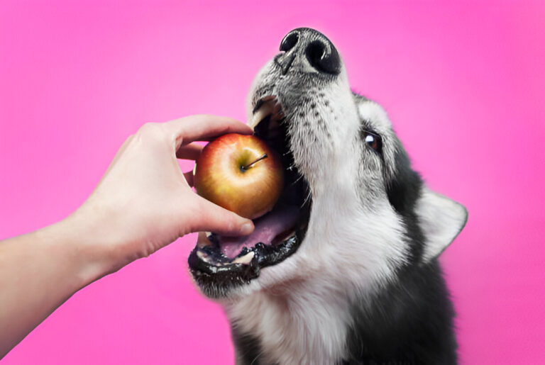 Can Dogs Eat Apples